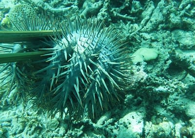 Raja Ampat Marine Park Authority Crown of Thorns Starfish 13