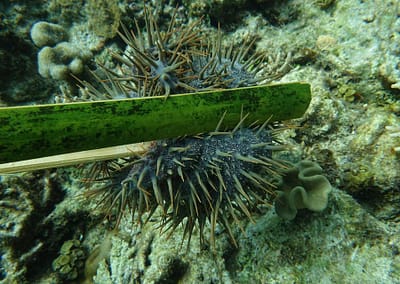 Raja Ampat Marine Park Authority Crown of Thorns Starfish 10