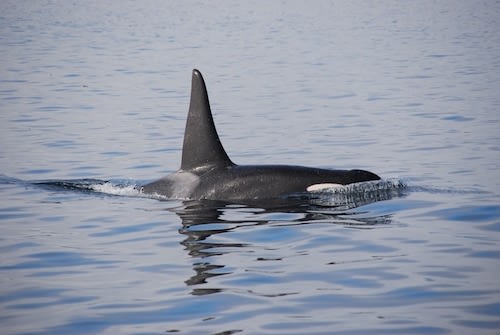 North Misool Orca Raja Ampat Marine Park