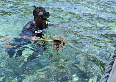 Raja Ampat Marine Park Authority Crown of Thorns Starfish 2