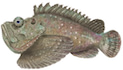 Raja Ampat Marine Park Authority Stonefish